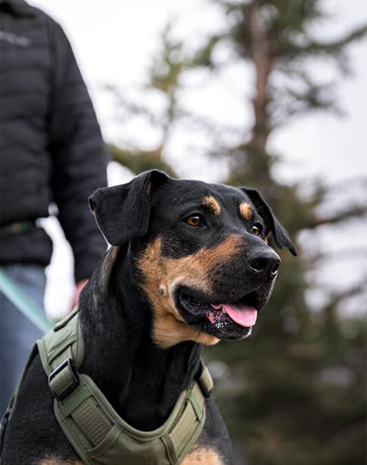 PEACHES - Shepherd mixed available for adoption at AARCS in Calgary