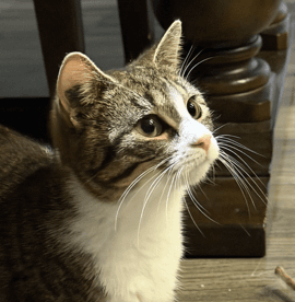 PENNY - Domestic Short Hair cat available for adoption at AARCS in Calgary