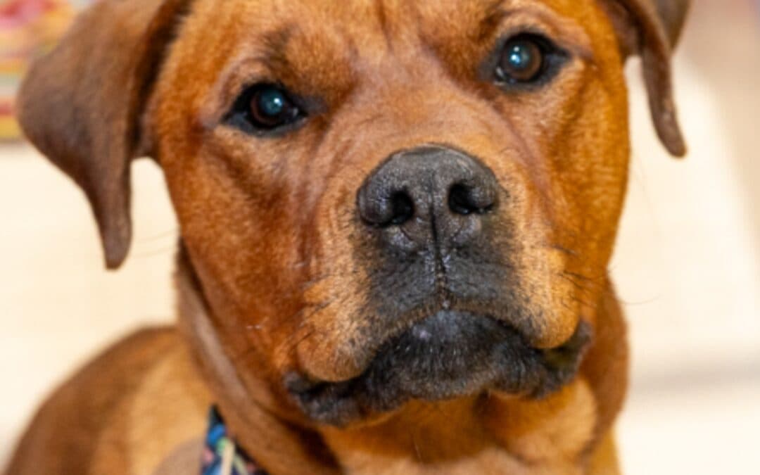 PEP - Bullmastiff Mixed available for adoption at AARCS in Calgary