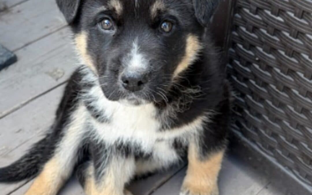 PEPPER - Shepherd mixed available for adoption at AARCS in Calgary