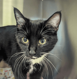 PERNILLE - Domestic Short Hair cat available for adoption at AARCS in Calgary