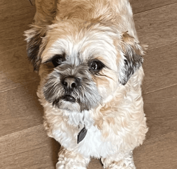 PHILLIP - Shih tzu mixed available for adoption at AARCS in Calgary