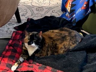PHOENIX - Domestic Long Hair cat available for adoption at AARCS in Calgary