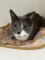 POTTS - Domestic Short Hair cat available for adoption at AARCS in Calgary