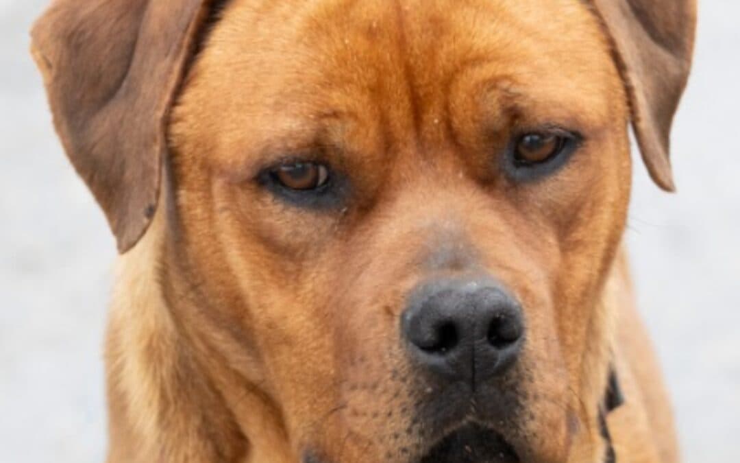PRETZEL - Bullmastiff Mixed available for adoption at AARCS in Calgary