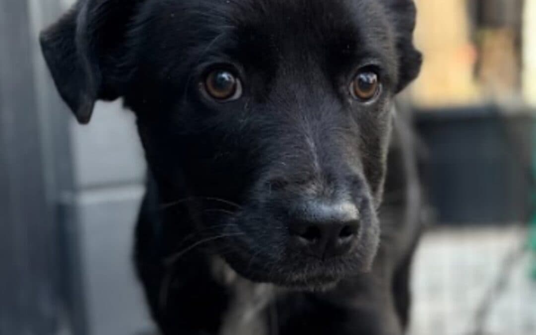 QUARTZ - Welsh Corgi, Cardigan Mixed available for adoption at AARCS in Calgary