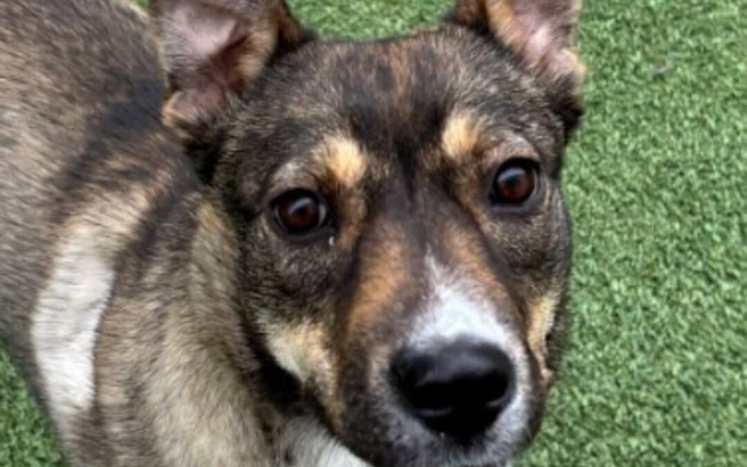 RAYSSA - German Shepherd Mixed available for adoption at AARCS in Calgary