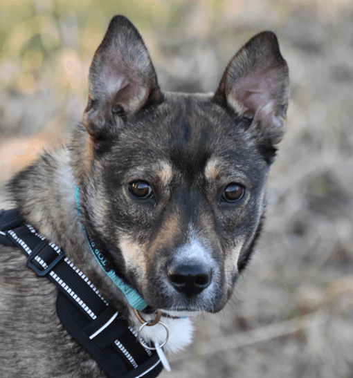 RAYSSA - German Shepherd Mixed available for adoption in Calgary