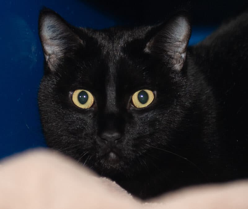 RINGO - Domestic Short Hair cat available for adoption at AARCS in Calgary