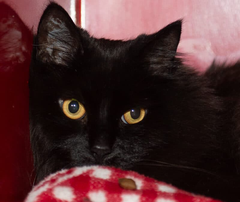 ROXIE - Domestic Long Hair cat available for adoption at AARCS in Calgary