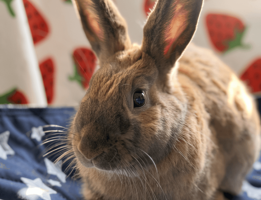 SABRINA - DSH available for adoption at AARCS in Calgary