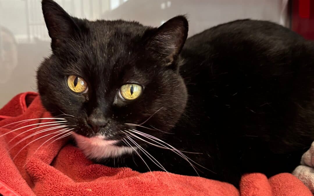 SAMMY - Domestic Short Hair cat available for adoption at AARCS in Calgary