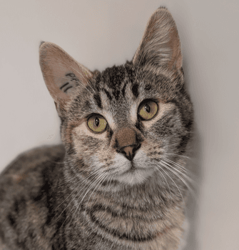 SHERRI - Domestic Short Hair cat available for adoption at AARCS in Calgary