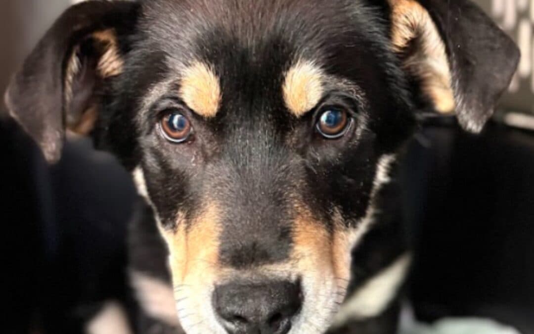 SLATE - Welsh Corgi, Cardigan Mixed available for adoption at AARCS in Calgary