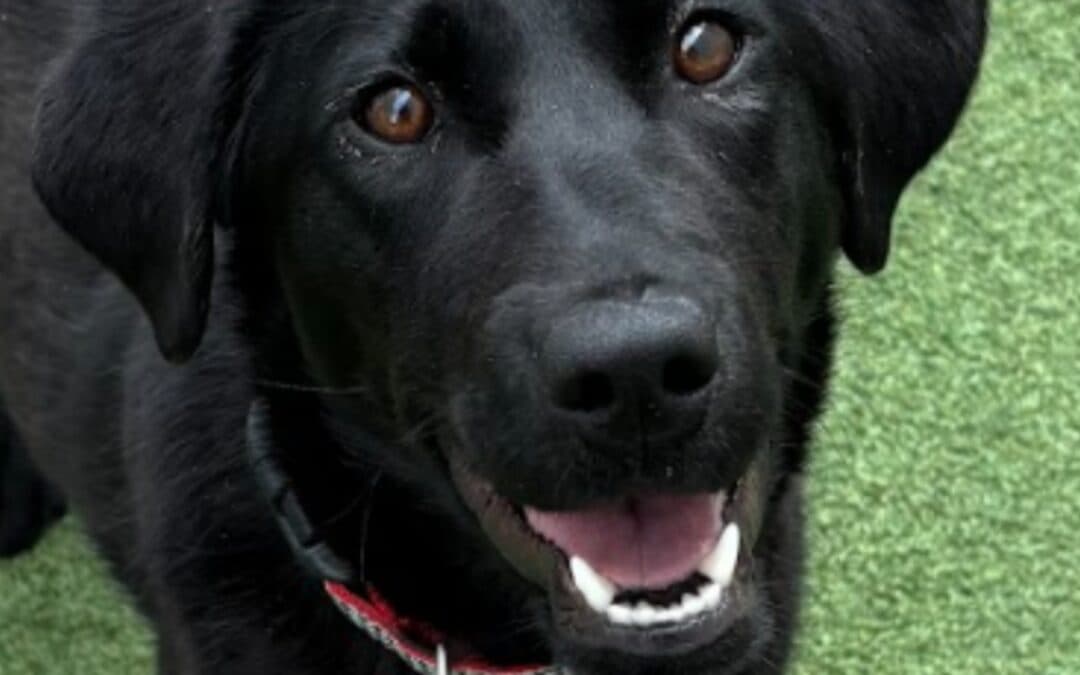 STORM - Labrador Retriever Mixed available for adoption at AARCS in Calgary