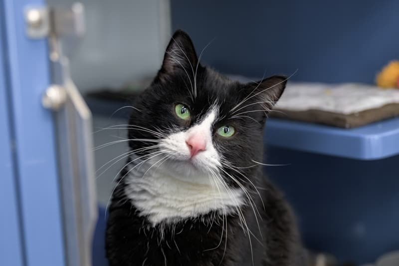 SYLVESTER - Domestic Short Hair cat available for adoption at AARCS in Calgary