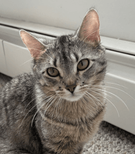 TANSY - Domestic Short Hair cat available for adoption at AARCS in Calgary