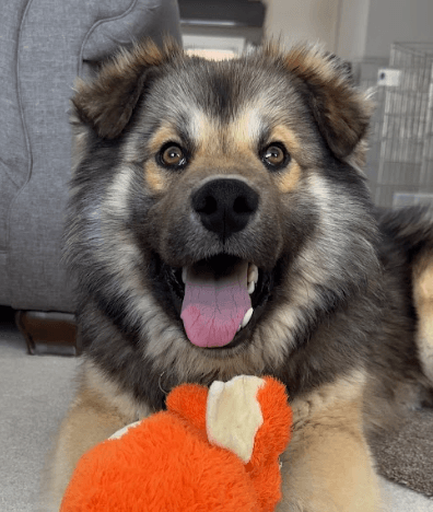 TATERS - Siberian Husky Mixed available for adoption at AARCS in Calgary