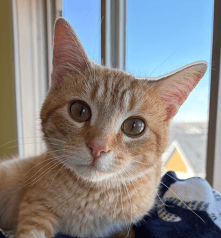 TEDD - Domestic Short Hair cat available for adoption at AARCS in Calgary