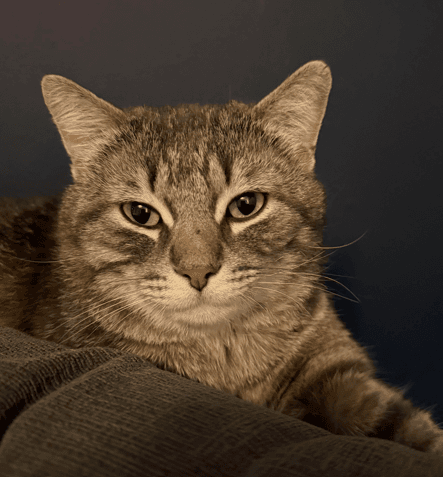 TEDDY - Domestic Short Hair cat available for adoption at AARCS in Calgary