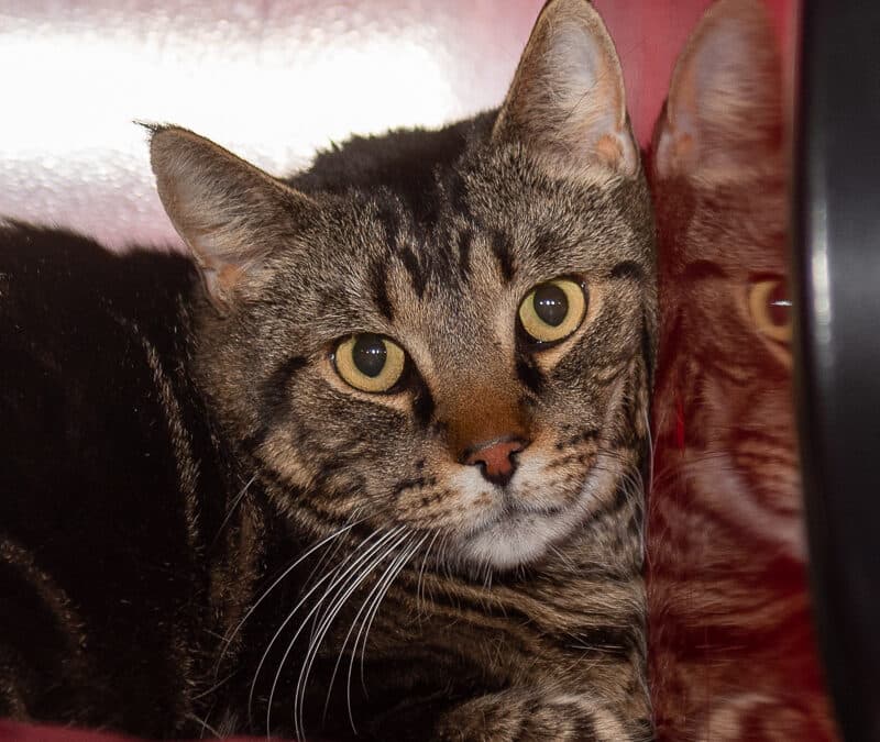 TIMMIES - Domestic Short Hair cat available for adoption at AARCS in Calgary