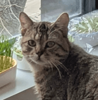 TOADSTOOL - Domestic Short Hair cat available for adoption at AARCS in Calgary