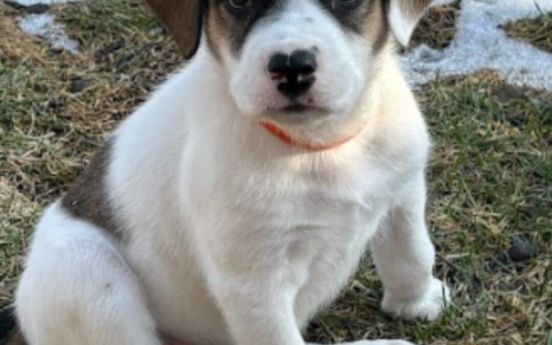 TOAST - Labrador Retriever Mixed available for adoption at AARCS in Calgary