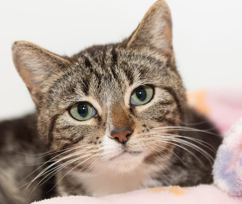 TOFFIFEE - Domestic Short Hair cat available for adoption at AARCS in Calgary