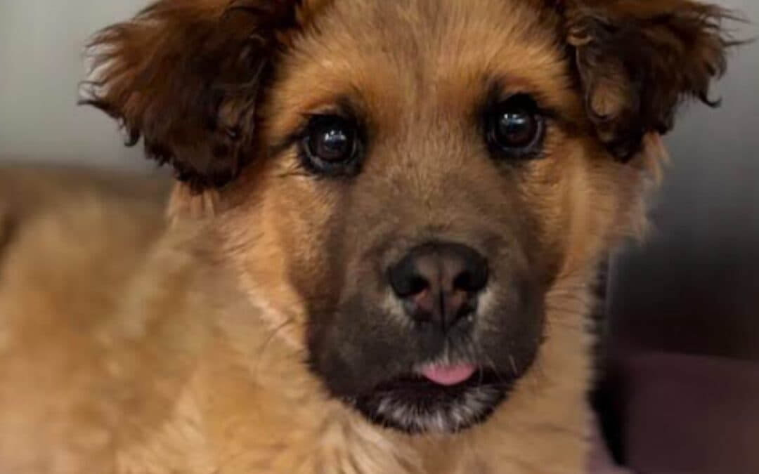 TUFFY - German Shepherd Mixed available for adoption at AARCS in Calgary