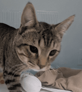 USHER - Domestic Short Hair cat available for adoption at AARCS in Calgary