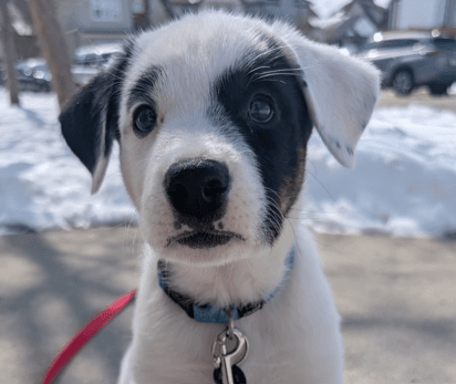 WAFFLES - Labrador Retriever Mixed available for adoption at AARCS in Calgary