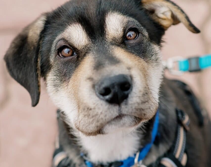 WILCO - Shepherd mixed available for adoption at AARCS in Calgary