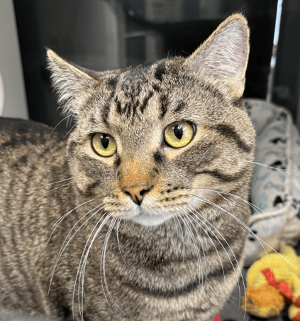 WILL - Domestic Short Hair cat available for adoption at AARCS in Calgary