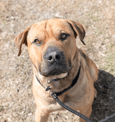 WILSON - Chinese Shar-Pei Mixed available for adoption at AARCS in Calgary