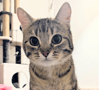 ZINNIA - Domestic Short Hair cat available for adoption at AARCS in Calgary