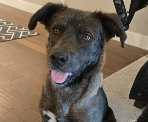 ZITI - Australian Cattle Dog Mixed available for adoption in Calgary
