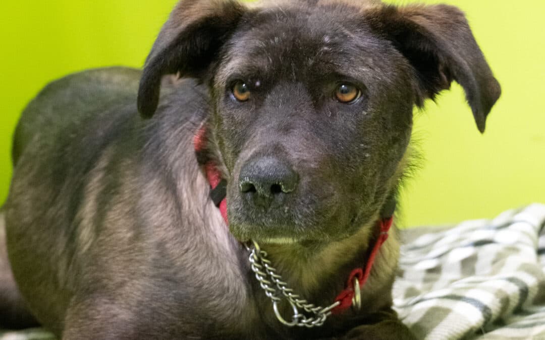 ZITI - Australian Cattle Dog Mixed available for adoption at AARCS in Calgary