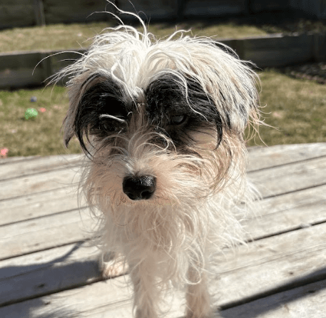 ALEXANDER - Chinese Crested Mixed available for adoption at AARCS in Calgary