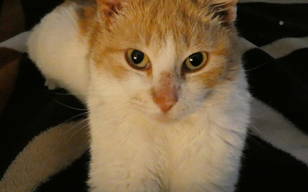 ANGEL - Domestic Short Hair cat available for adoption in Calgary