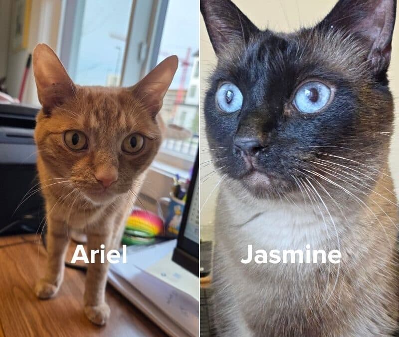ARIEL - Domestic Short Hair cat available for adoption at AARCS in Calgary