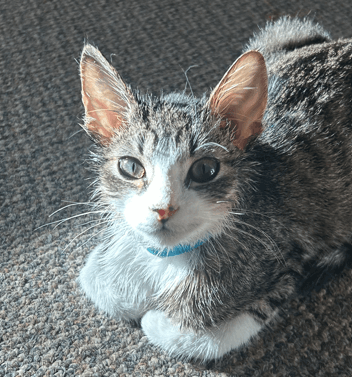 ASAP - Domestic Short Hair cat available for adoption at AARCS in Calgary
