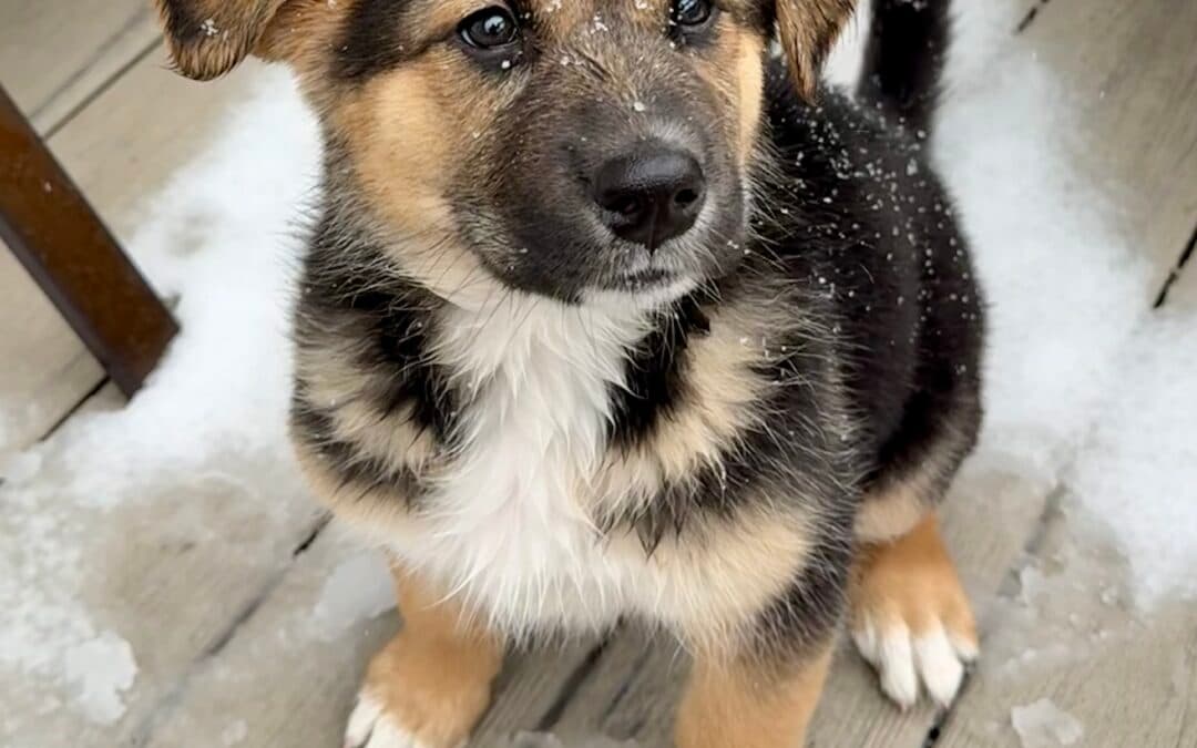 BASIL - Shepherd Mixed available for adoption at AARCS in Calgary
