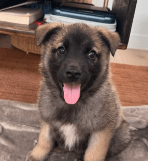 BAY - Shepherd Mixed available for adoption at AARCS in Calgary