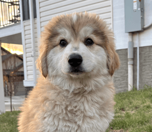 BELLAMY - Siberian Husky Mixed available for adoption at AARCS in Calgary