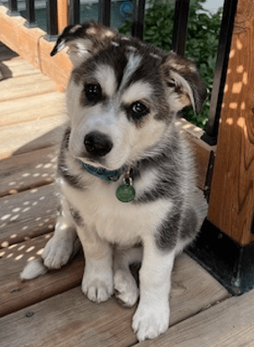 BERLIN - Shepherd Mixed available for adoption at AARCS in Calgary