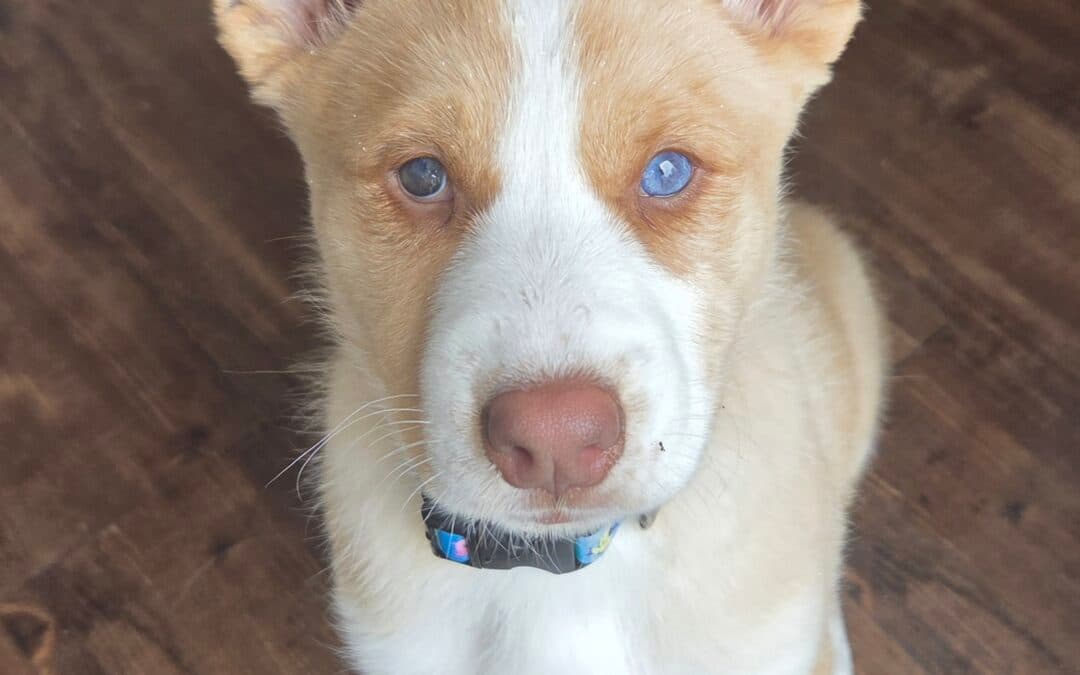 BIJOU - Shepherd Mixed available for adoption at AARCS in Calgary