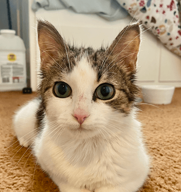 BIRRIA - Domestic Short Hair cat available for adoption at AARCS in Calgary
