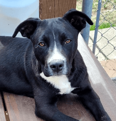 BLACKIE - Terrier, Pit Bull Mixed available for adoption at AARCS in Calgary