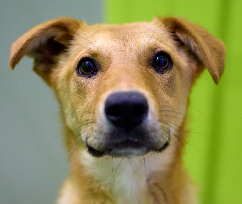 BRIAR - Shepherd Mixed available for adoption at AARCS in Calgary