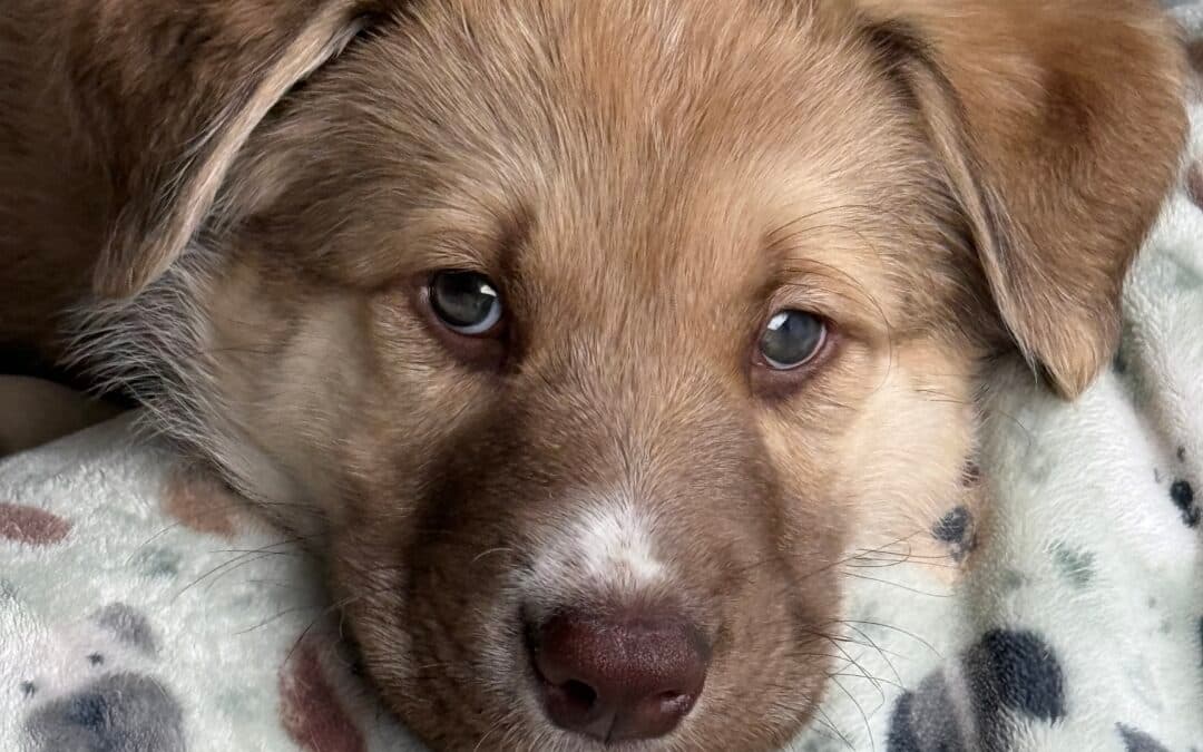 BRONTE - Shepherd Mixed available for adoption at AARCS in Calgary